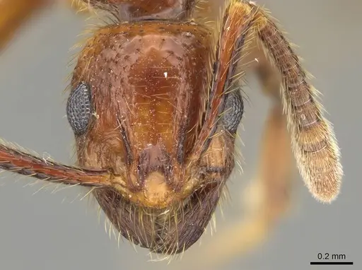 Megalomyrmex fungiraptor - CASENT0629662