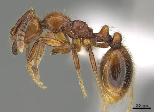 Megalomyrmex fungiraptor - CASENT0629662