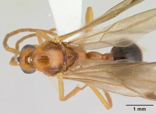 Megalomyrmex glaesarius specimen