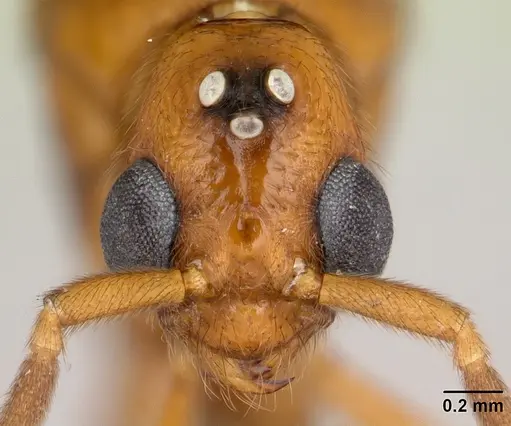 Megalomyrmex glaesarius specimen