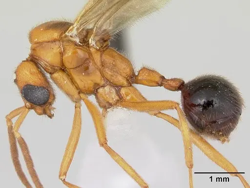 Megalomyrmex glaesarius specimen