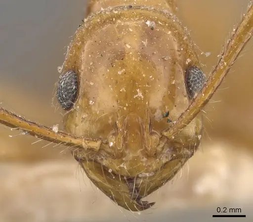 Megalomyrmex goeldii specimen