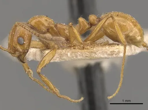 Megalomyrmex goeldii specimen