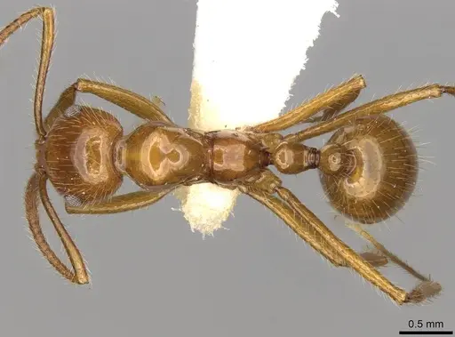 Megalomyrmex goeldii - CASENT0914058