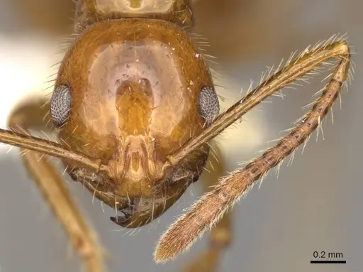 Megalomyrmex goeldii - CASENT0914058