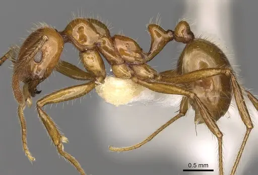 Megalomyrmex goeldii - CASENT0914058