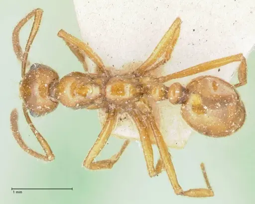 Megalomyrmex goeldii - FOCOL1759