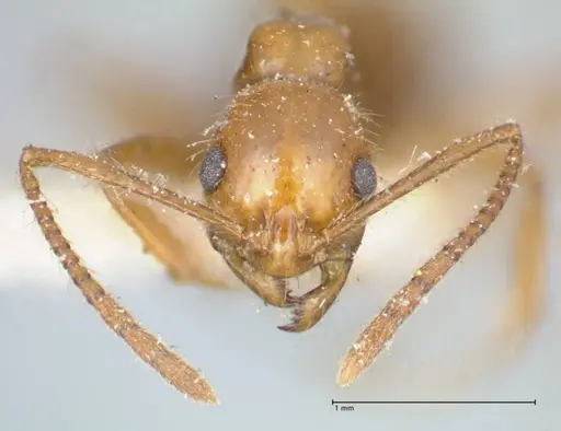 Megalomyrmex goeldii - FOCOL1759