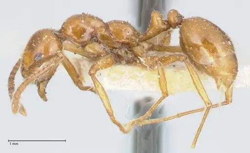 Megalomyrmex goeldii - FOCOL1759