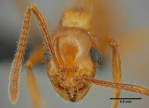 Megalomyrmex goeldii - UFV-LABECOL-000330