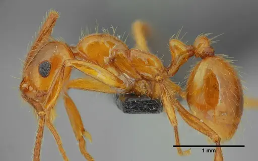 Megalomyrmex goeldii - UFV-LABECOL-000330