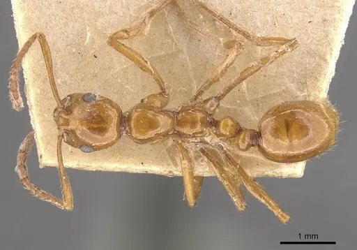 Megalomyrmex iheringi specimen