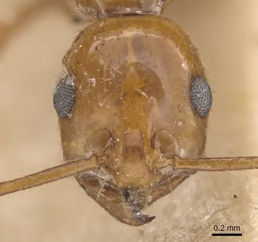 Megalomyrmex iheringi specimen