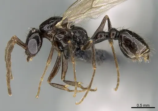 Megalomyrmex incisus specimen