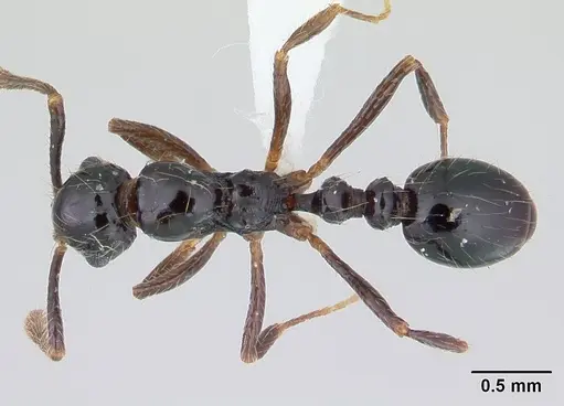 Megalomyrmex incisus - CASENT0178668