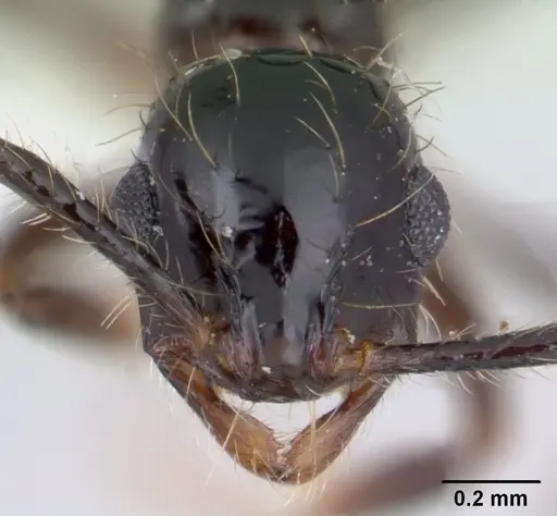 Megalomyrmex incisus - CASENT0178668