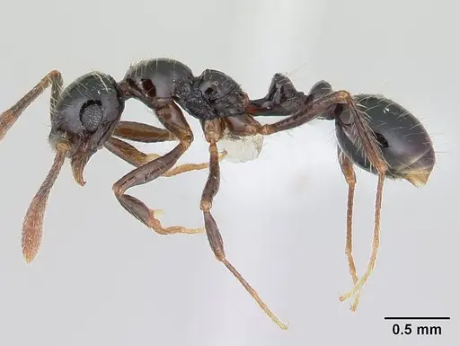 Megalomyrmex incisus - CASENT0178668