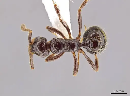 Megalomyrmex incisus - CASENT0601730