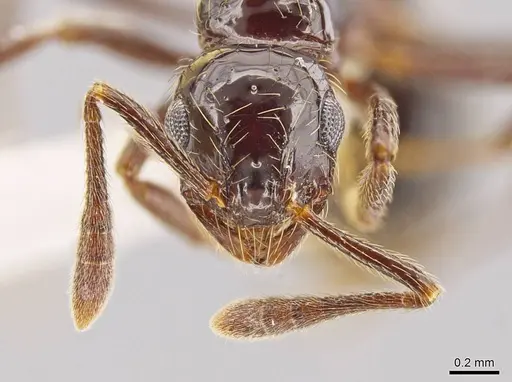 Megalomyrmex incisus - CASENT0601730