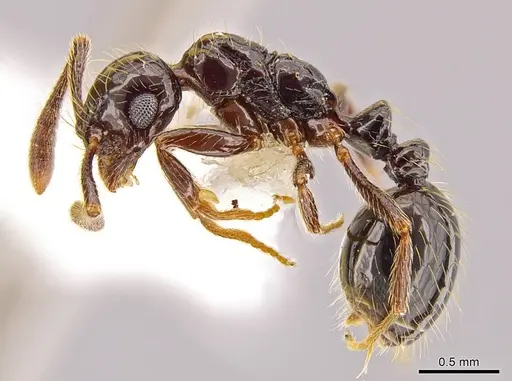 Megalomyrmex incisus - CASENT0601730