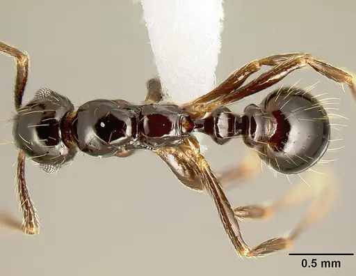 Megalomyrmex incisus - CASENT0611424