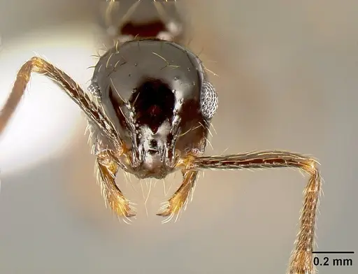 Megalomyrmex incisus - CASENT0611424