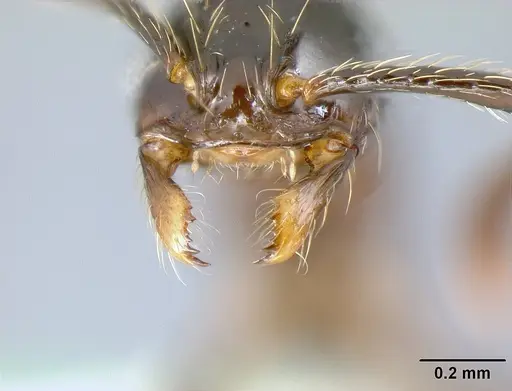 Megalomyrmex incisus - CASENT0611424