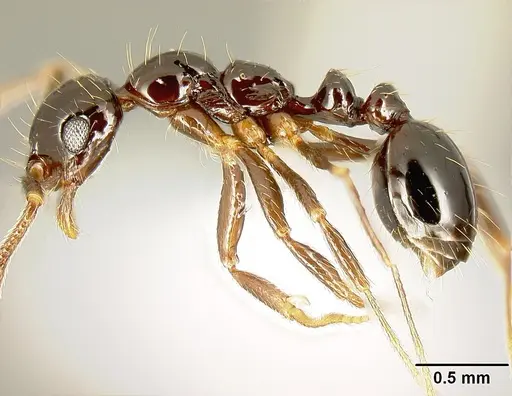 Megalomyrmex incisus - CASENT0611424