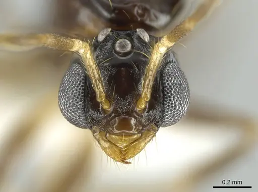 Megalomyrmex incisus - CASENT0614216