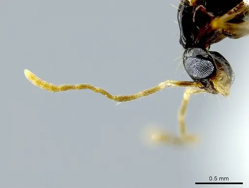 Megalomyrmex incisus - CASENT0614216