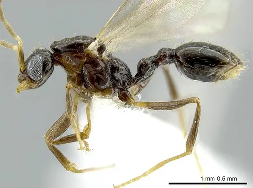 Megalomyrmex incisus - CASENT0614216