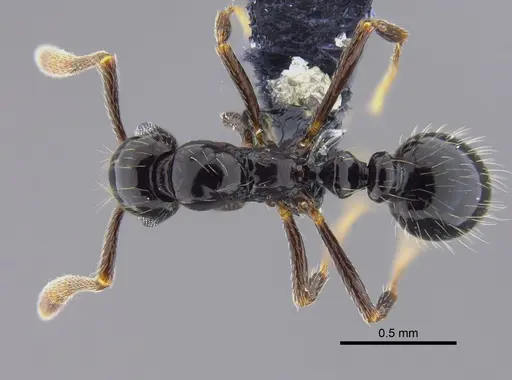 Megalomyrmex incisus - CBUMAGENT41866