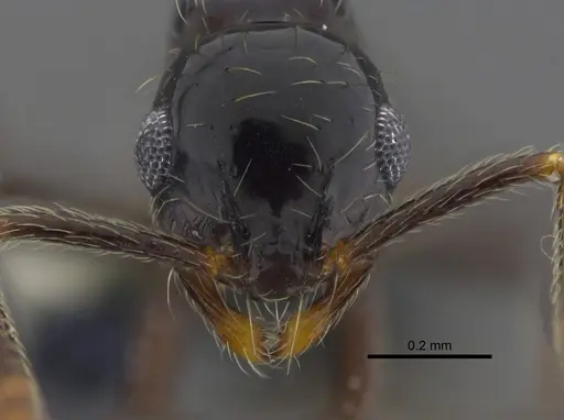 Megalomyrmex incisus - CBUMAGENT41866