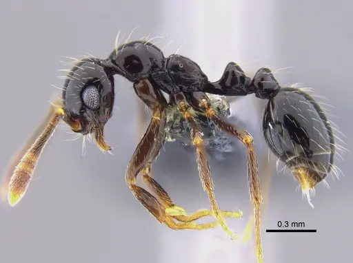 Megalomyrmex incisus - CBUMAGENT41866