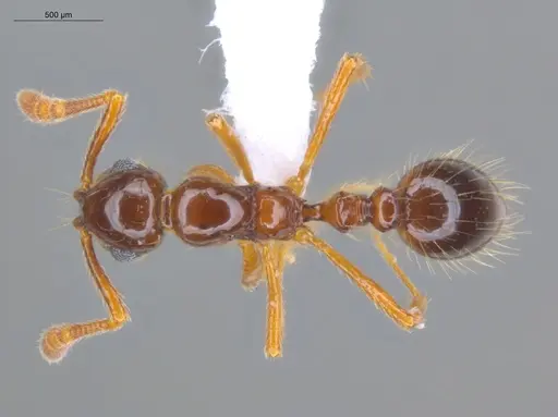 Megalomyrmex incisus - ECOFOG-BAF19-0067-22