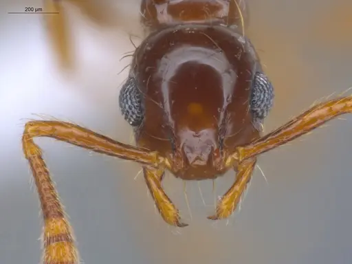 Megalomyrmex incisus - ECOFOG-BAF19-0067-22