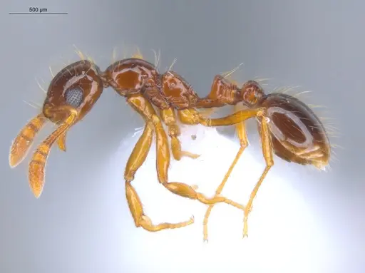 Megalomyrmex incisus - ECOFOG-BAF19-0067-22