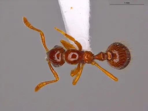 Megalomyrmex incisus - ECOFOG-SGR-GP2W37-10