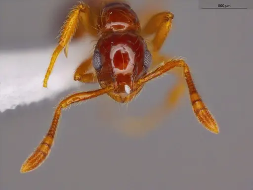 Megalomyrmex incisus - ECOFOG-SGR-GP2W37-10