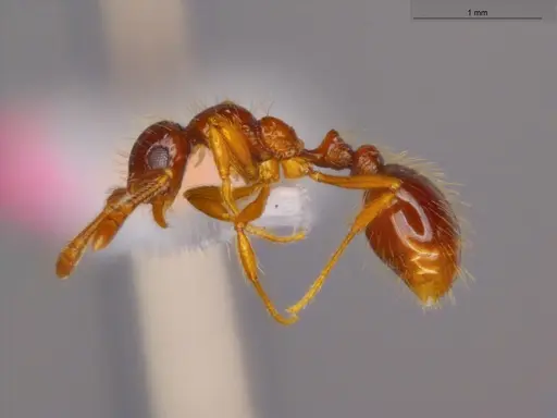 Megalomyrmex incisus - ECOFOG-SGR-GP2W37-10