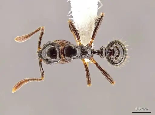 Megalomyrmex incisus - JTLC000014345