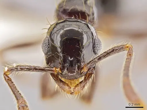 Megalomyrmex incisus - JTLC000014345