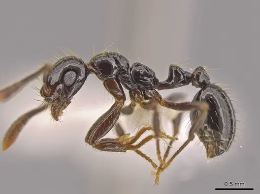 Megalomyrmex incisus - JTLC000014345