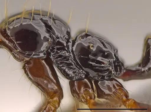 Megalomyrmex incisus - JTLC000014345