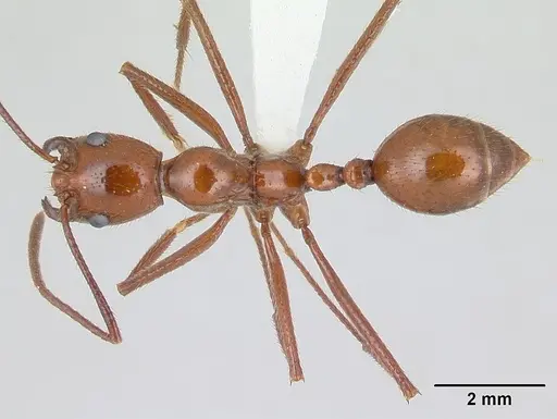 Megalomyrmex leoninus specimen