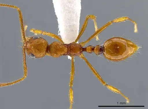 Megalomyrmex longinoi specimen