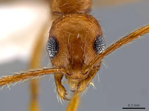 Megalomyrmex longinoi specimen
