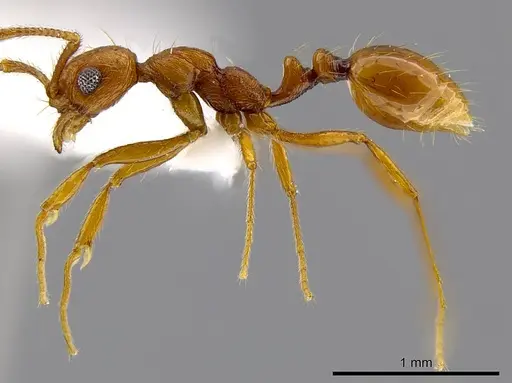 Megalomyrmex longinoi specimen