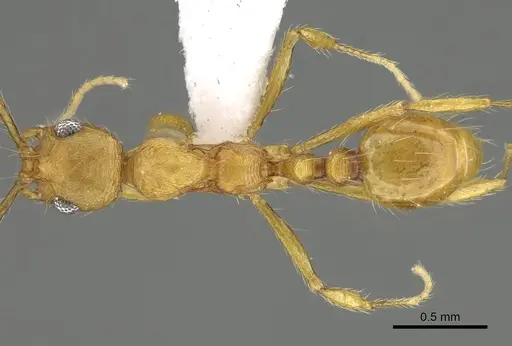 Megalomyrmex longinoi - CASENT0619093