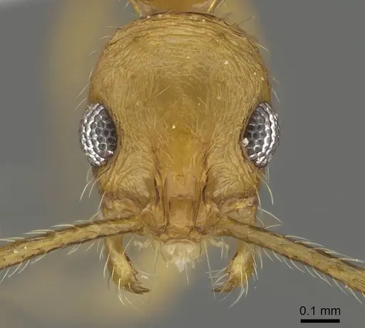 Megalomyrmex longinoi - CASENT0619093